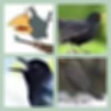 Level 1 Answer 6 - Blackbird