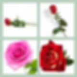 Level 81 Answer 1 - The Rose