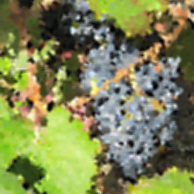 Level 32 Answer 5 - grape vine